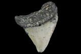 Bargain, Fossil Megalodon Tooth - North Carolina #91679-1